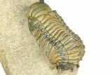 Zlichovaspis Trilobite With Crotalocephalina - Atchana, Morocco #363239-9